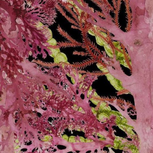 SeaweedRectangleScarf-337x1417mm-RedBlackGreen-FINAL