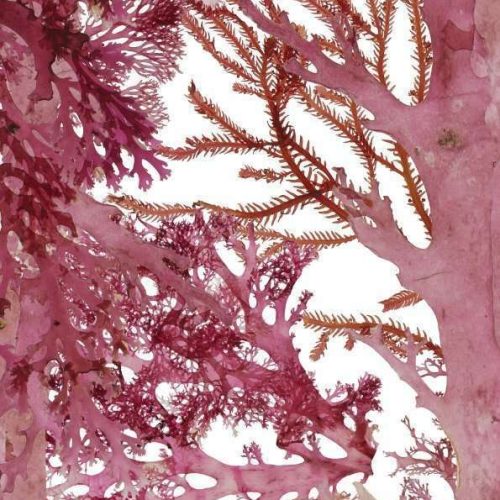SeaweedRectangleScarf-337x1417mm-RedWhite-FINAL