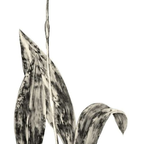 Subulata_complete17